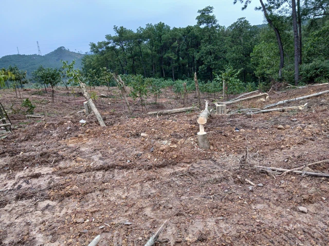 Đan Viện Thiên An Huế bị kẻ lạ phá bất ngờ