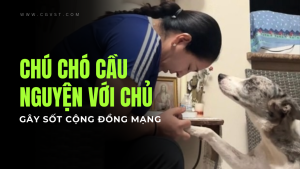 Video chú chó cầu nguyện đang đánh cắp các trái tim trên mạng